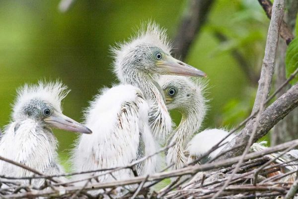 FL, Everglades NP Little blue heron chicks